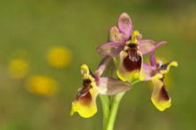Charla Coloquio “Las Orquídeas de Extremadura”